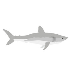 Lamna Nasus - Porbeagle - Side View