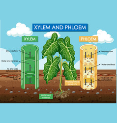 Diagram Showing Xylem And Phloem Plant