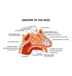 Nose Anatomy Flat Diagram