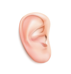 Realistic Human Ear Isolated On White Background