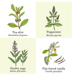 Set Amazonian Edible And Medicinal Plants