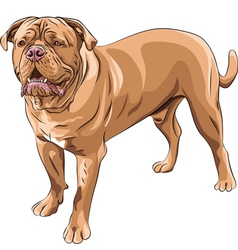 French Mastiff