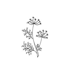 Hand-drawn Anis Wild Plant Herb Or Flowers