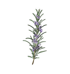 Hand Drawn Colorful Sprig Of Rosemary With Purple