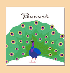 Peacock Fan Out Feathers Card On White Background