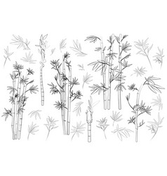 Set Of Bamboo Line Art