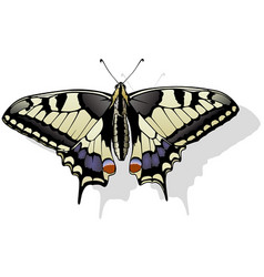 Tiger Swallowtail Butterfly