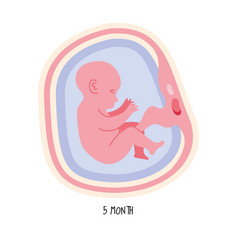 Embryo Development Fifth Month