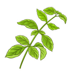 Green Basil Branch Colored