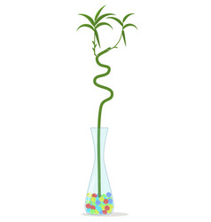 Indoor Bamboo Houseplant In A Vase Isolated