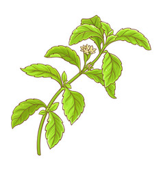 Stevia Branch Colored Detailed