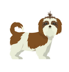 Cute Shih Tzu Dog On White Background