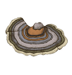 Turkey Tail Mushroom Medicinal Plant