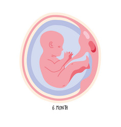 Embryo Development Sixth Month