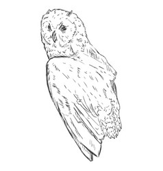 Sketch Owl Side View