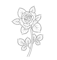 Rose Flower Drawing Is Easy For Kids Pencil Draw