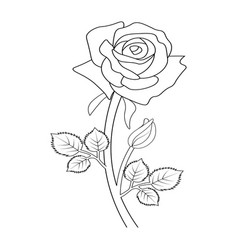 Rose Botanical Black And White Cute