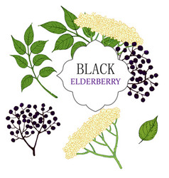 Collection Of Elderberry Black Branch