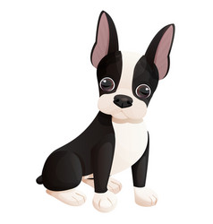 Cute Boston Terrier Cool Sweet Puppy Sitting