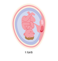 Embryo Development Ninth Month