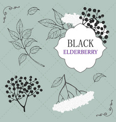 Collection Of Elderberry Black Branch