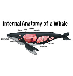 Internal Anatomy A Whale With Label