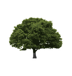 Old Oak Tree Isolated On White Background