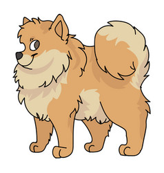 Cute Cartoon Pomeranian Dog Breed Clipart