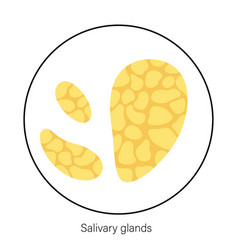 Salivary Gland Concept