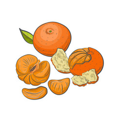 Tangerine Fruit Sketch