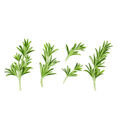 Realistic Set Of Rosemary Branches On White