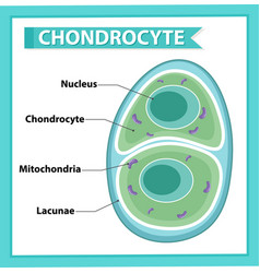 Informative Poster Chondrocyte