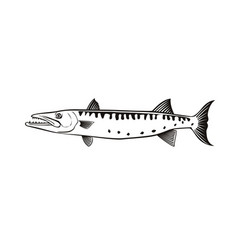 Barracuda Or Sphyraena Swimming Side