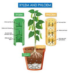 Diagram Showing Xylem And Phloem Plant