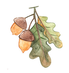 Acorn And Oak Leaf Watercolor