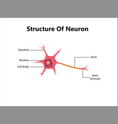 Human Neuron Structure Brain Cell