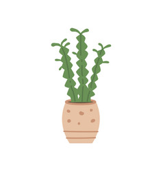 Cute Cacti And Succulent In Pot On White