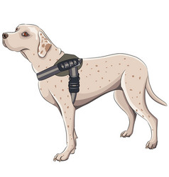 Hunting Dog In A Collar Isolated On A White