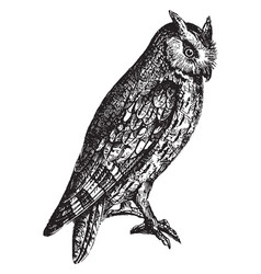 Scops Eared Owl Vintage