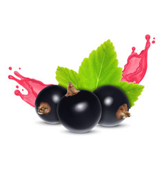 Black Currant With Juice Splash