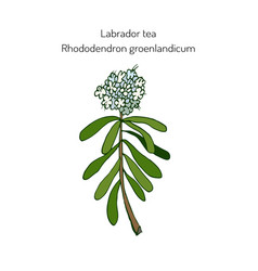 Labrador Tea Medicinal Plant