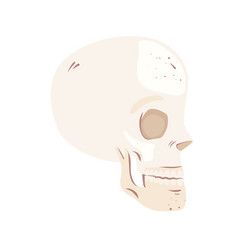 Skeleton Head Profile