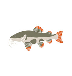 Redtail Catfish