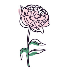 Pink Carnation Flower Color Storke