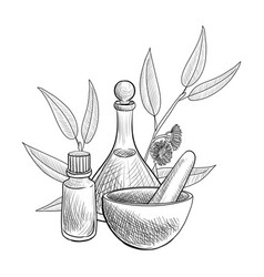 Drawing Eucalyptus Essential Oil