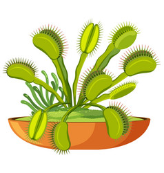 Venus Flytrap Carnivorous Plant And Insect