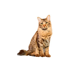 American Bobtail Cat Breed