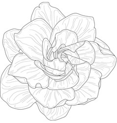 Realistic Gardenia Flower Template Sketch