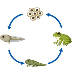 Green frog life cycle scene Royalty Free Vector Image