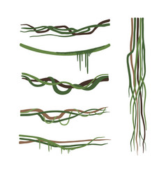 Set Of Lianas Vine Winding Branches Without